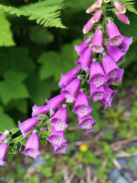 Abundant Color over Independence Weekend Trip to Alaska