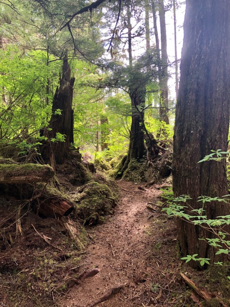 tree-lined path in Alaska