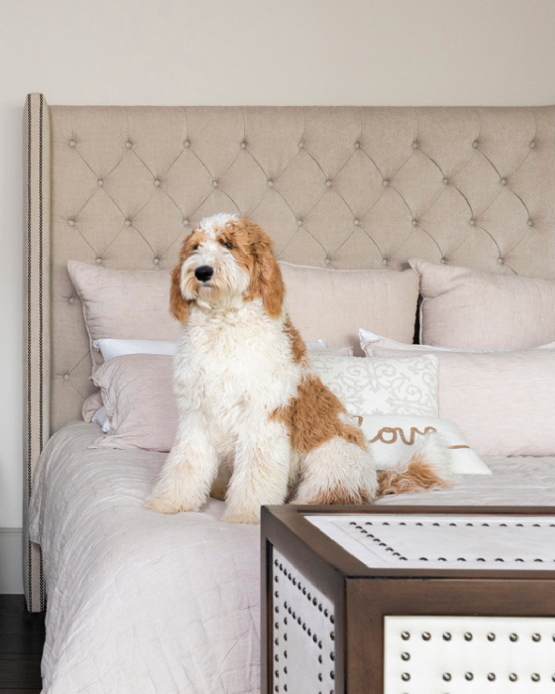 Pet Friendly Interior Design